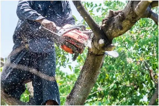 tree services Westminster